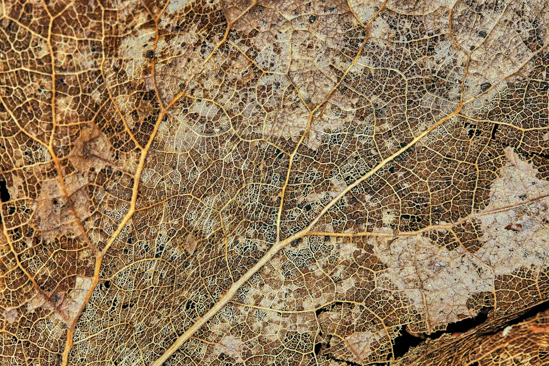 Avances en IA Geoespacial